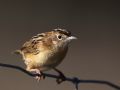 Cisticola juncidis