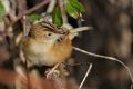 Cisticola juncidis