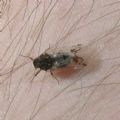 Cixius sp.