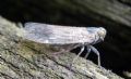 Reptalus sp