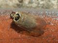 Hyalesthes obsoletus