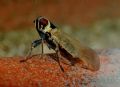Hyalesthes obsoletus