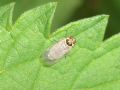 Hyalesthes obsoletus