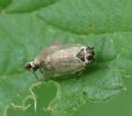 Hyalesthes obsoletus