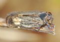 Reptalus sp.