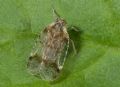 Cixius sp.