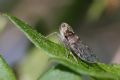 Cixius sp.