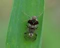 Cixius nervosus
