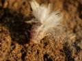 Reptalus sp.