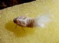 Reptalus sp.