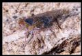 Hyalesthes sp.