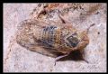 Hyalesthes sp.