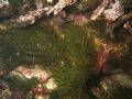 Cladophora prolifera