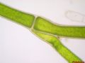 Cladophora sp.
