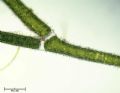 Cladophora sp.