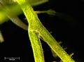 Cladophora sp.