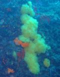 Clathrina sp.