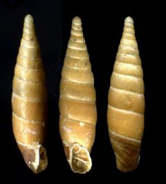 Clausiliidae