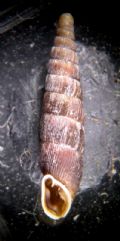 Clausilia dubia vindobonensis