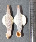 Agathylla exarata