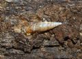 Cochlodina laminata insulana