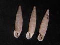 Papillifera deburghiae