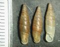 Siciliaria gibbula honii