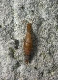 Papillifera papillaris
