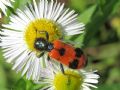 Trichodes apiarius ab. arcuatus