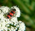 Trichodes apiarius