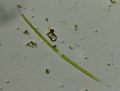 Closterium sp.