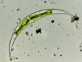 Closterium sp.