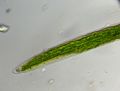 Closterium acerosum