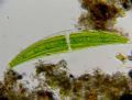 Closterium sp.