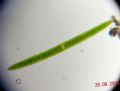 Closterium acerosum