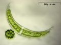 Closterium sp.