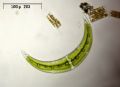 Closterium leibleinii
