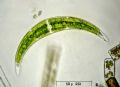 Closterium leibleinii