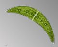 Closterium moniliferum cfr