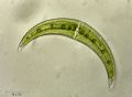 Closterium leibleinii