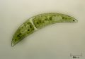 Closterium sp.