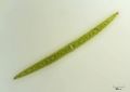 Closterium acerosum