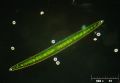 Closterium acerosum