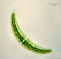 Closterium moniliferum
