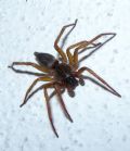 Clubiona corticalis