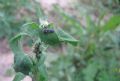 Coccinella septempunctata