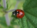 Coccinella septempunctata