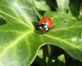 Coccinella septempunctata