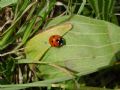 Coccinella septempunctata