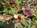 Coccinella septempunctata